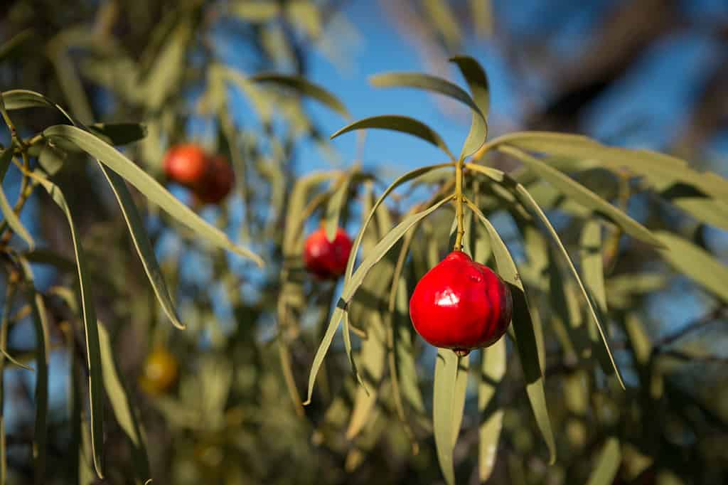 Santalum acuminatum, quandong di pesca del tucker del cespuglio del deserto. Frutto nativo australiano