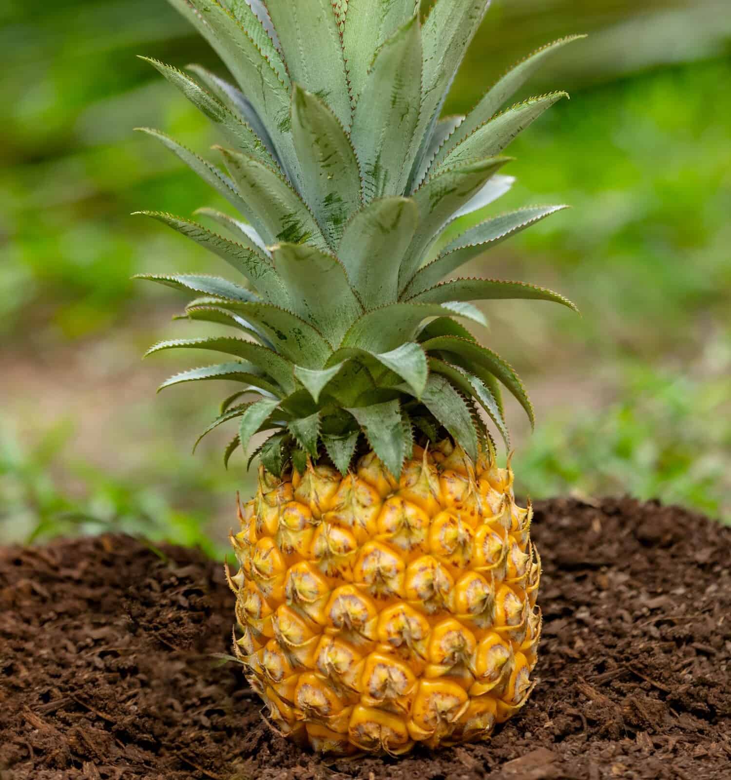 Regina di Tahiti: ananas su un mucchio di terra