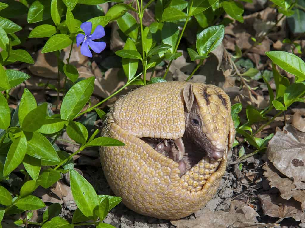 Armadillo meridionale a tre fasce (Tolypeutes matacus)