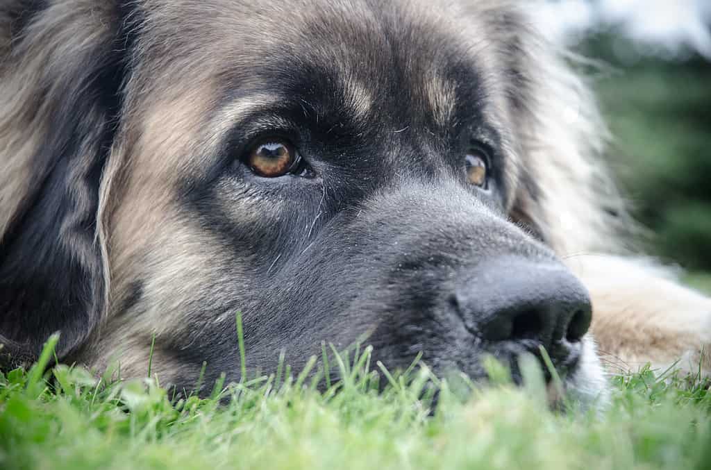 Colpo del primo piano del volto Leonberger sul terreno verde
