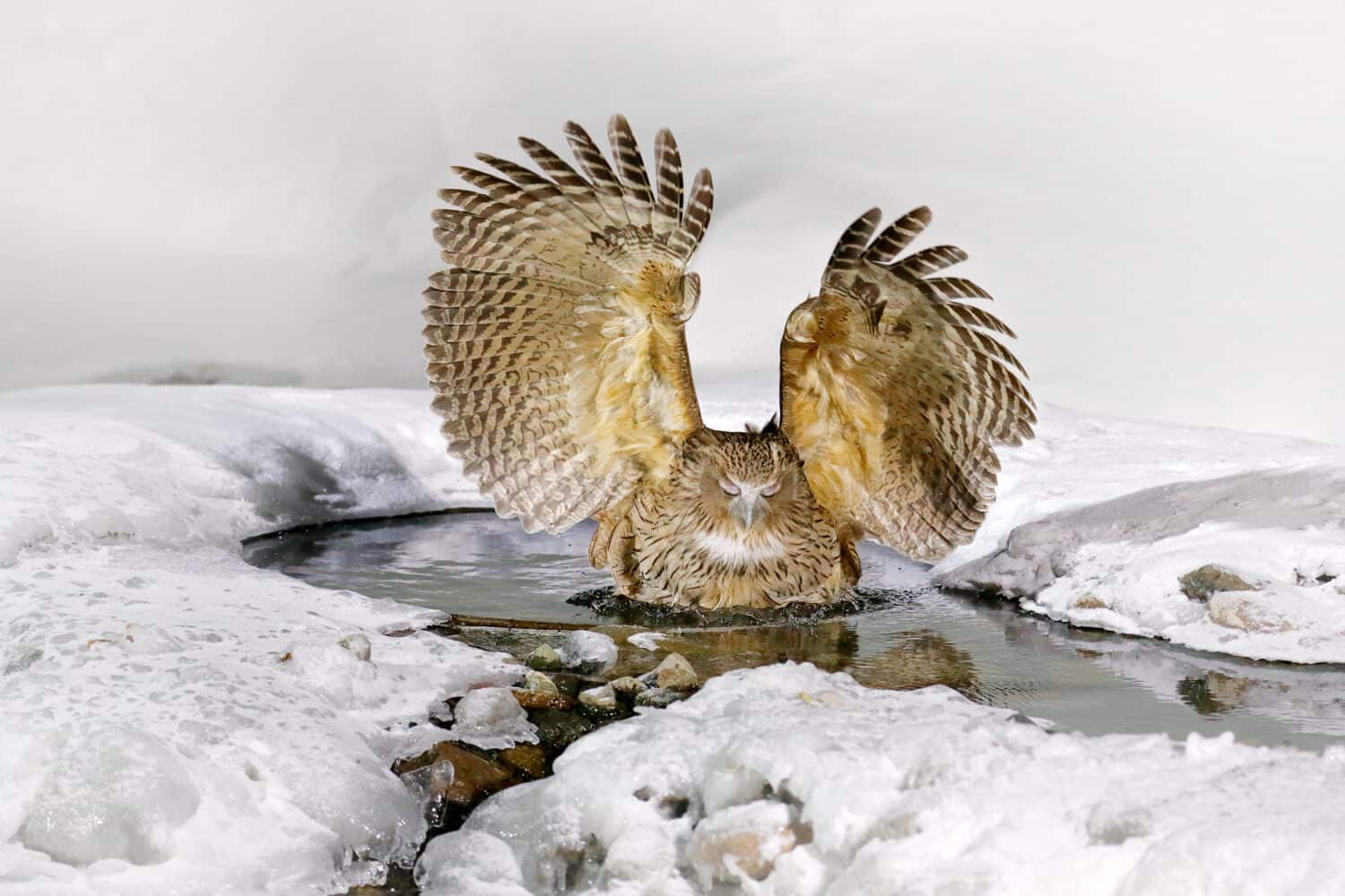 Giappone Caccia al gufo in acqua fredda.  Scena della fauna selvatica dall'inverno a Hokkaido, in Giappone.  Uccello fluviale con le ali aperte.  Il gufo pescatore di Blakiston, Bubo blakistoni, la più grande specie vivente di uccello pesce.