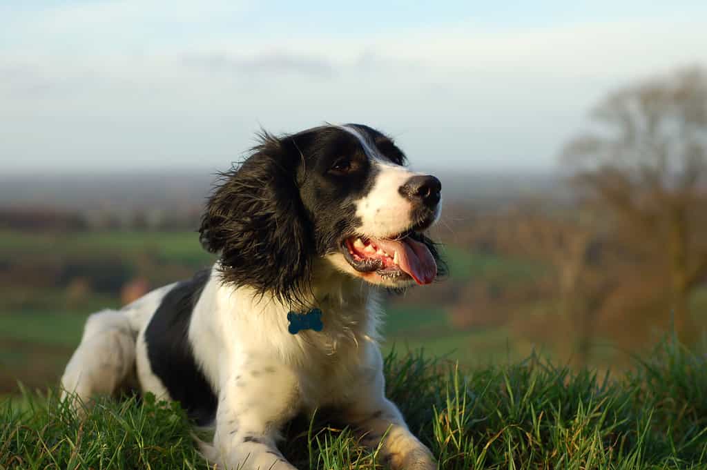 Springer spaniel inglese seduto guardando la campagna.
