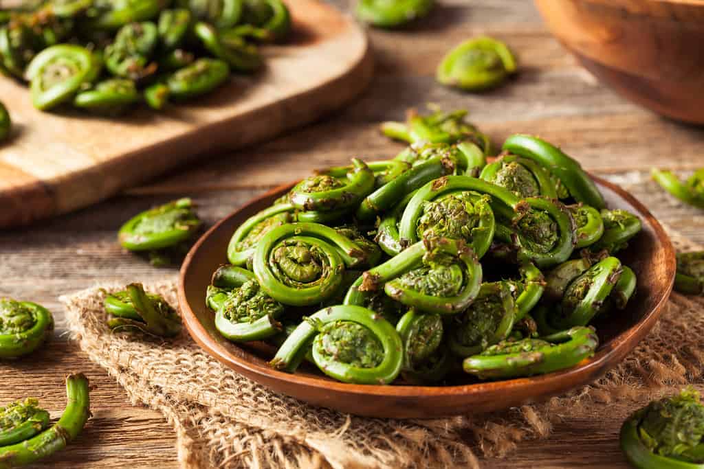 Felci fiddlehead verdi organiche crude pronte per la cottura