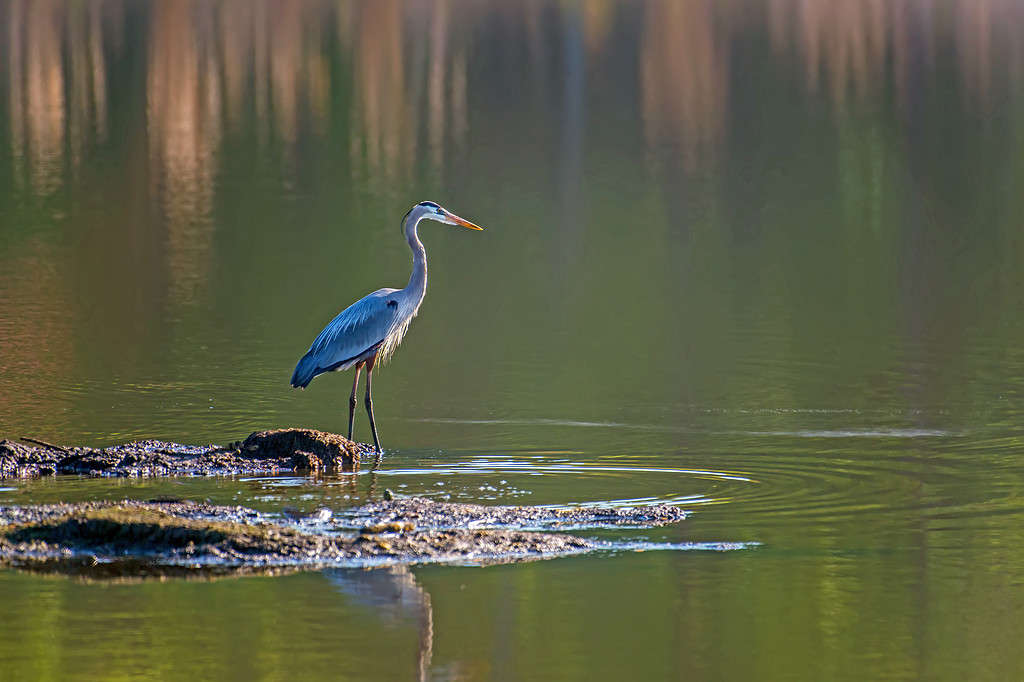 Pesca all'airone blu maggiore nella baia di Chesapeake