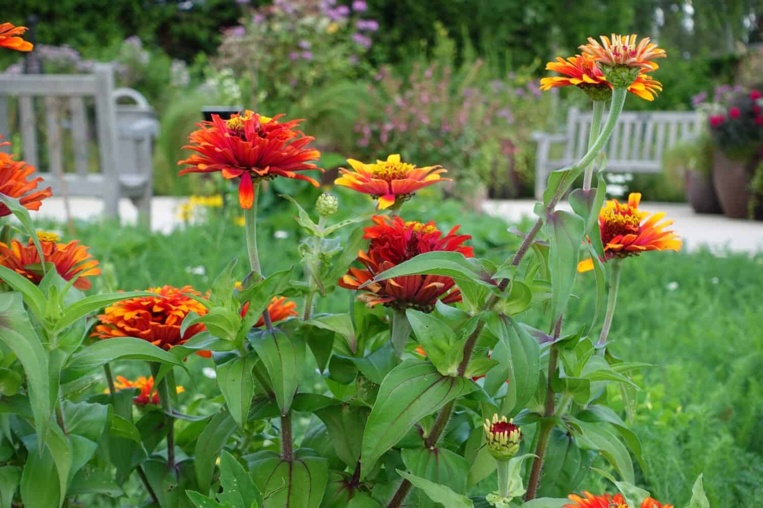 Penn State Arboretum in piena estate fiori rossi e gialli con panchine sullo sfondo