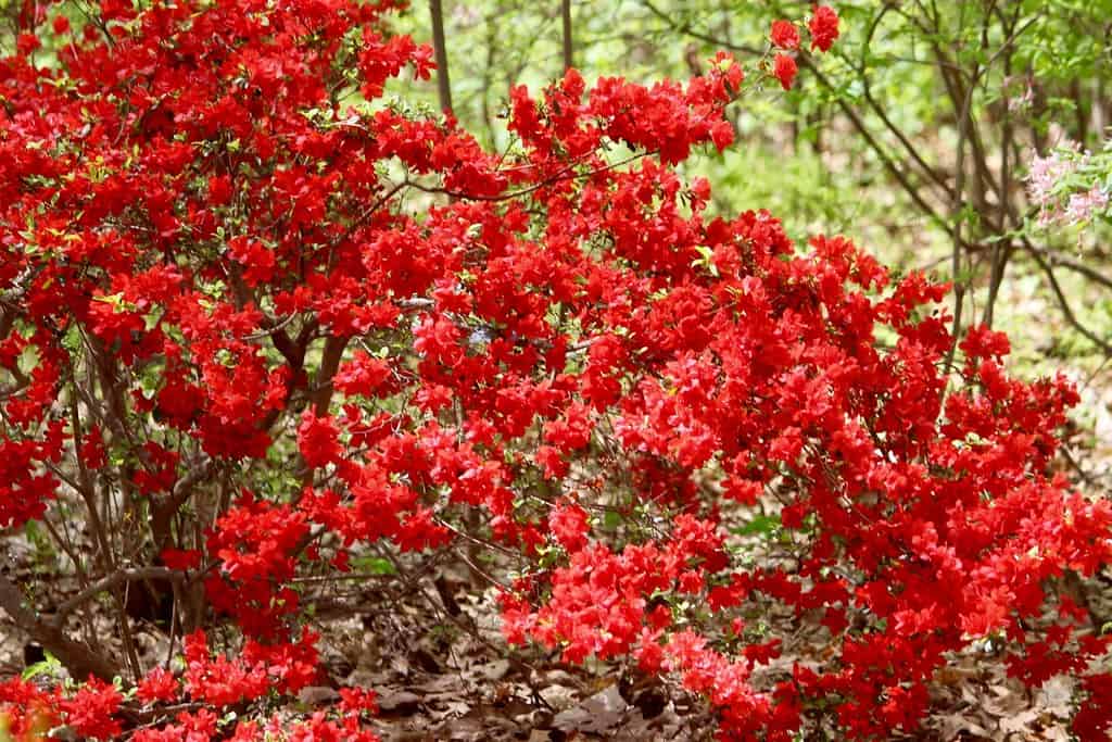 Arboreto e giardini di Jenkins