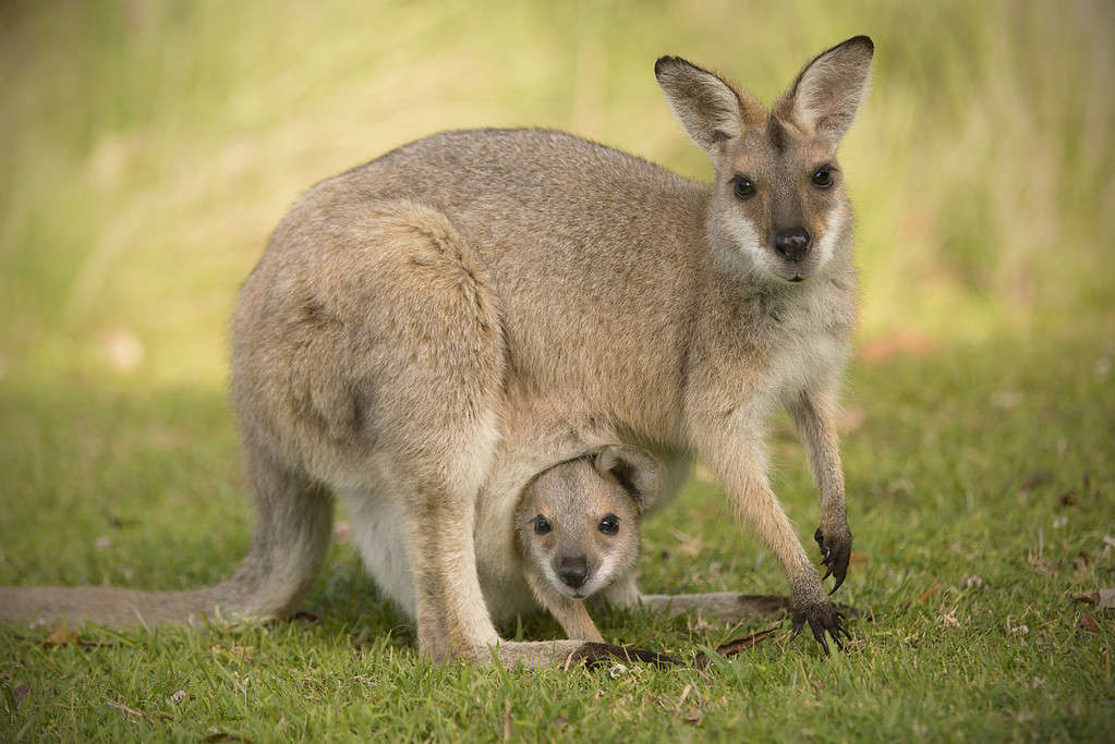 Wallaby dal collo rosso con Joey nella custodia guardando la telecamera.
