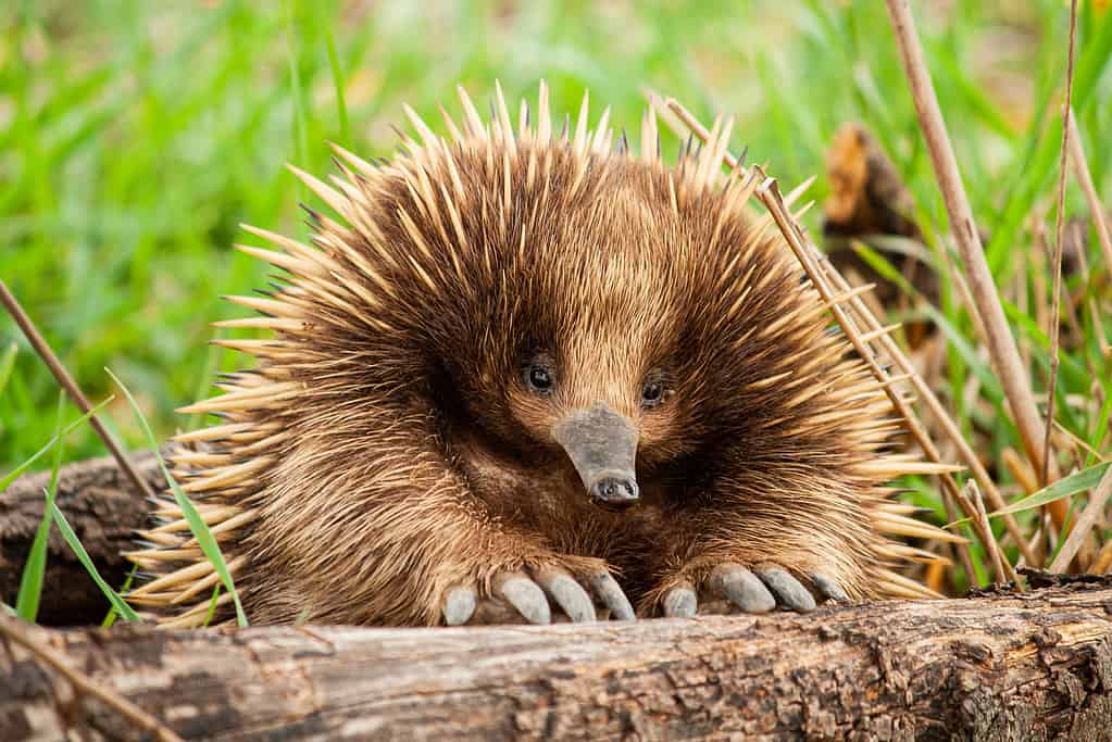 Un'echidna depone un uovo coriaceo e sposta l'uovo nella sua sacca per tenerlo al sicuro.