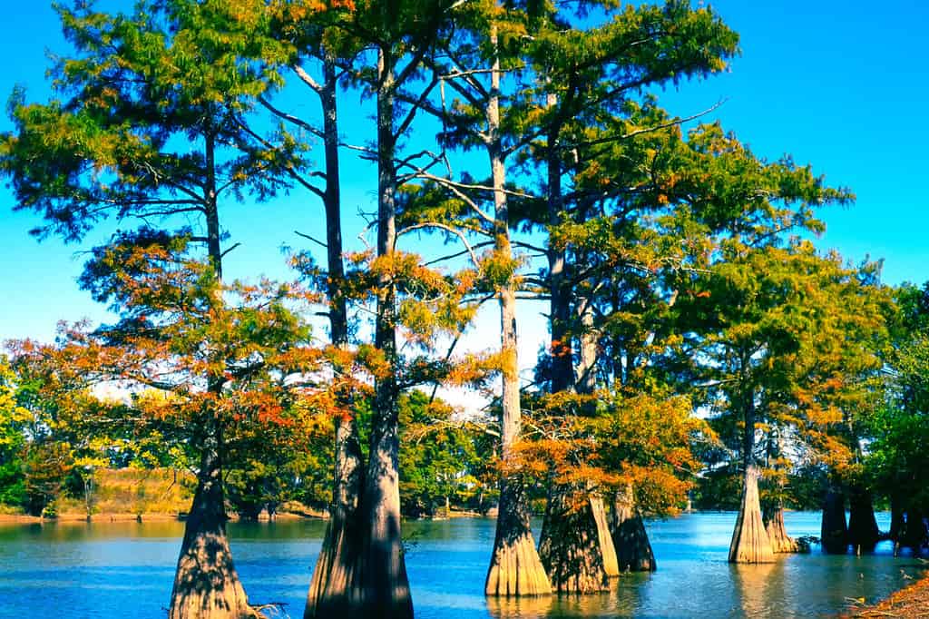 Wolf Lake, cipressi, Yazoo County, Mississippi, Stati Uniti