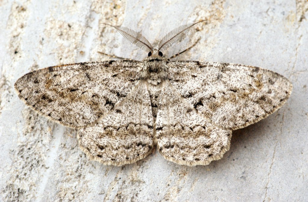 Pale Beauty (Campaea Perlata) una delle falene più comuni in Ohio.
