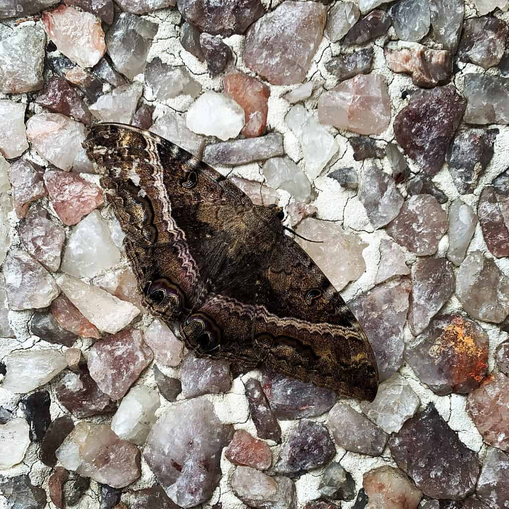 7. Pugnale americano (Acronicta Americana)