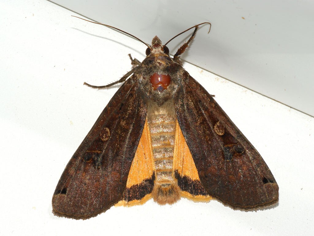 Grande sottoala gialla (Noctua Pronuba)