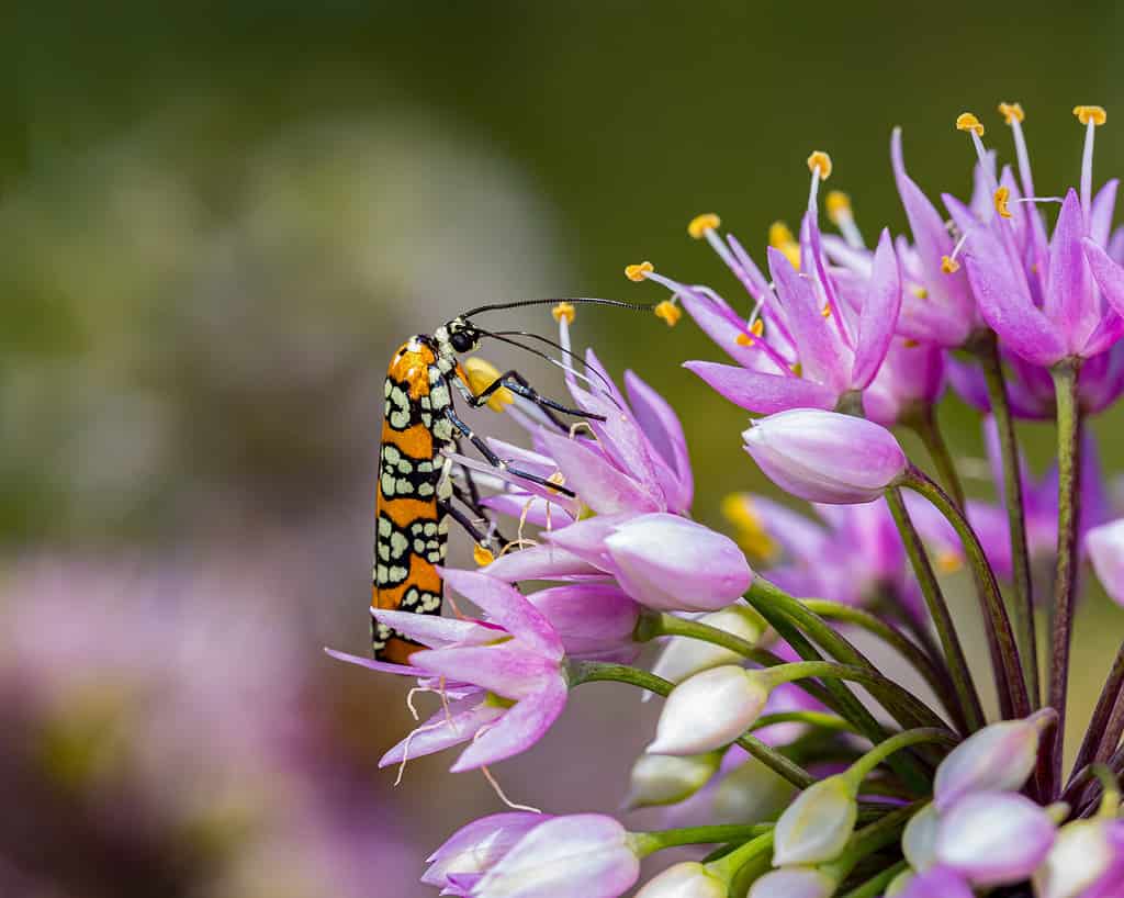 9. Falena Ailanthus Webworm (Atteva Aurea)