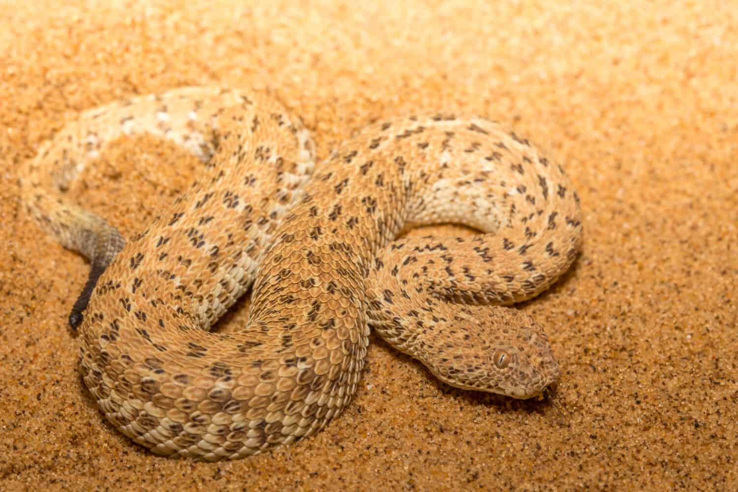 La vipera di Peringuey nel deserto del Namib