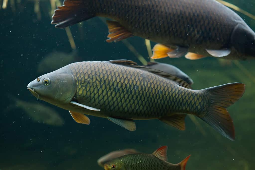 Carpa comune selvatica (Cyprinus carpio).  Animale della vita selvaggia.