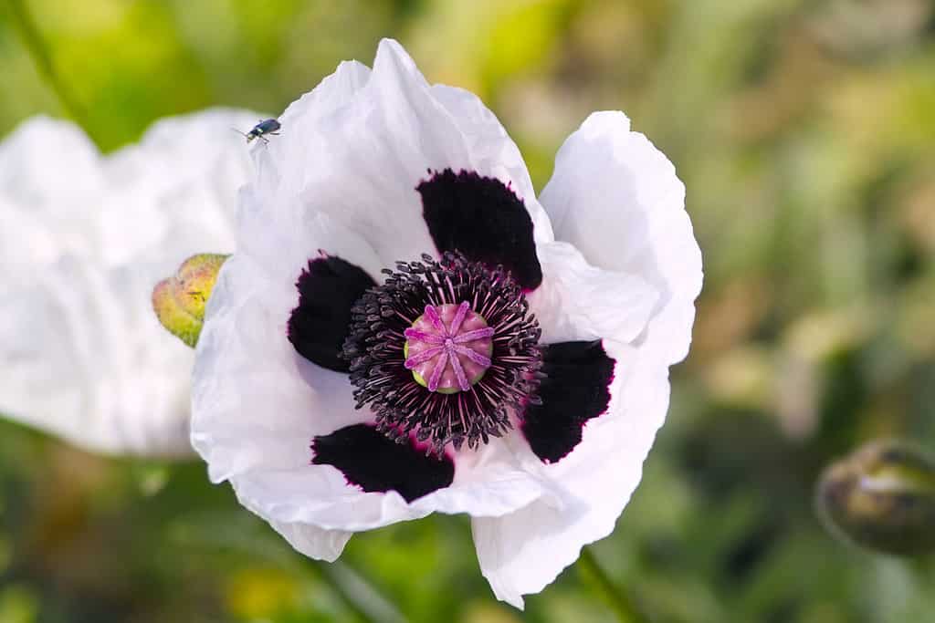 Fiori bianchi di papavero orientale 'Royal Wedding' o 'Checkers' con centro nero-viola (Papaver orientale)