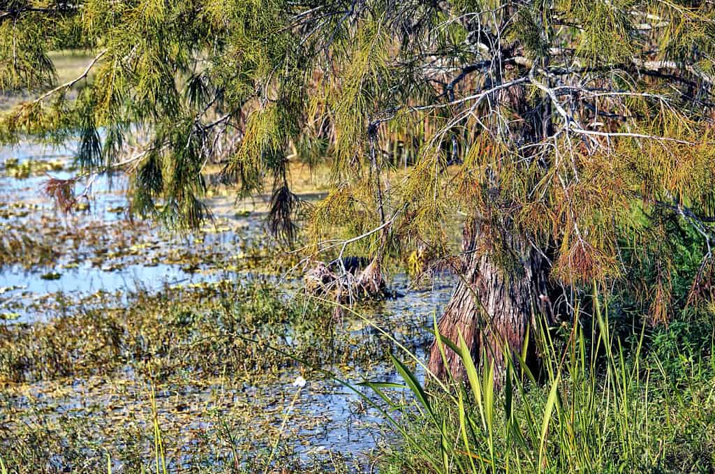 Whiskey Bay Louisiana è anche chiamata Louisiana Killing Fields a causa del numero di cadaveri che sono stati scaricati in questa remota località.