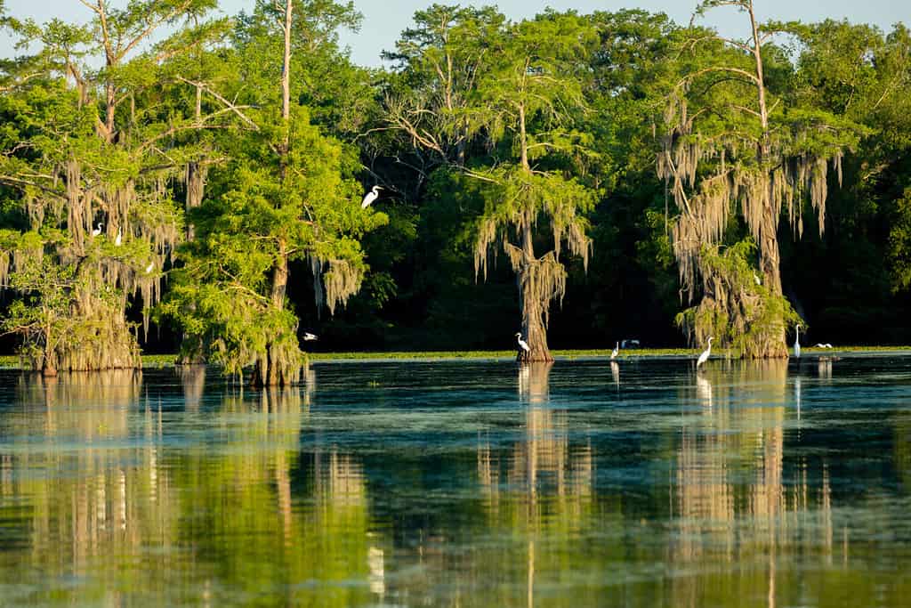 25 APRILE 2019, BREAUX BRIDGE, LOUISIANA, USA - Lago Martin Swamp e garzette bianche in primavera vicino a Breaux Bridge, Louisiana - girato dalla barca