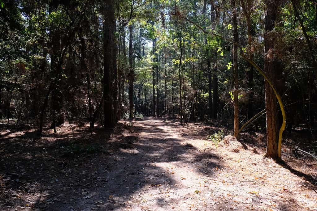 Bayou Gauche si trova nella parrocchia di St. Charles e offre molte strade secondarie da percorrere.