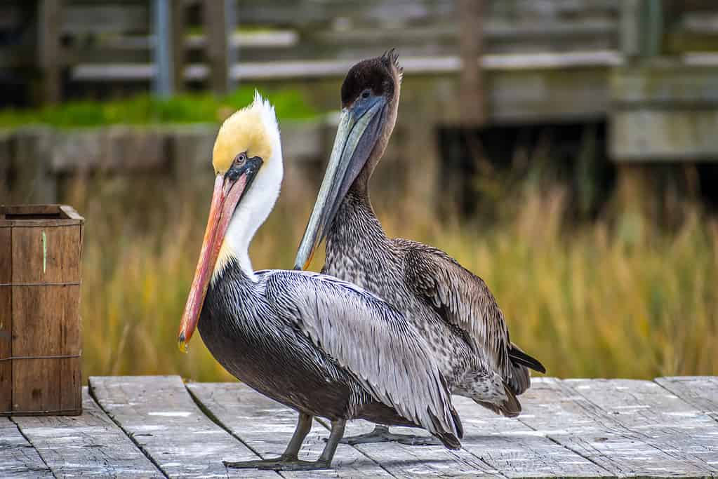 Un gruppo di pellicani bruni che riposano nell'isola di Amelia, in Florida