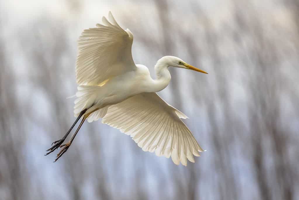 Grande airone bianco