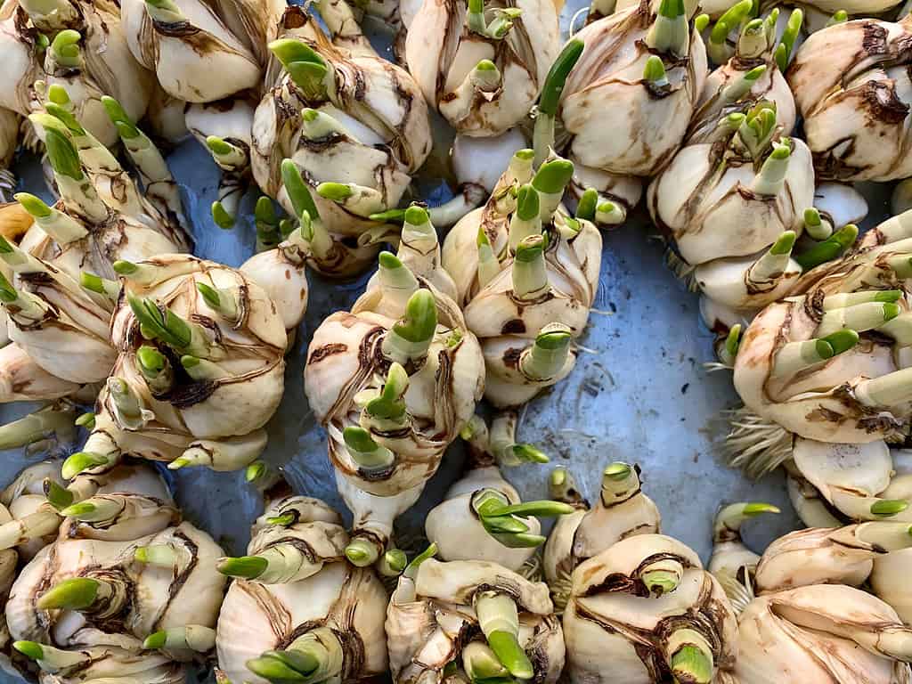 Bulbi di narciso Paperwhite Tazetta