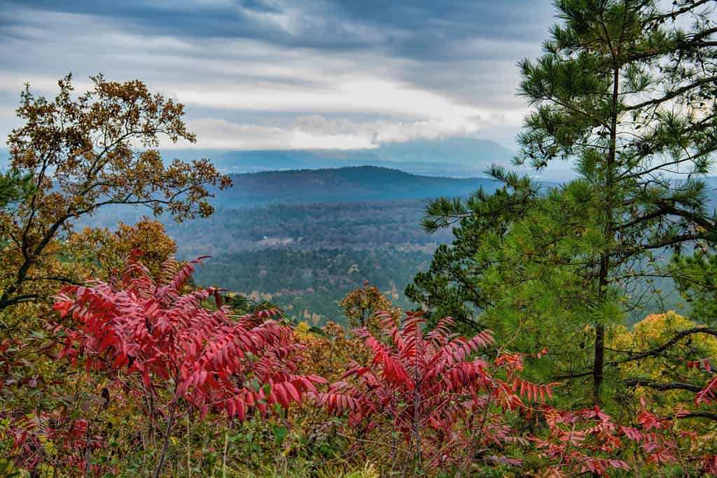 Bellissimo panorama panoramico sul Monte Magazine con sommacco rosso brillante in primo piano e picchi blu e nuvole sullo sfondo sulla Petit Jean Valley