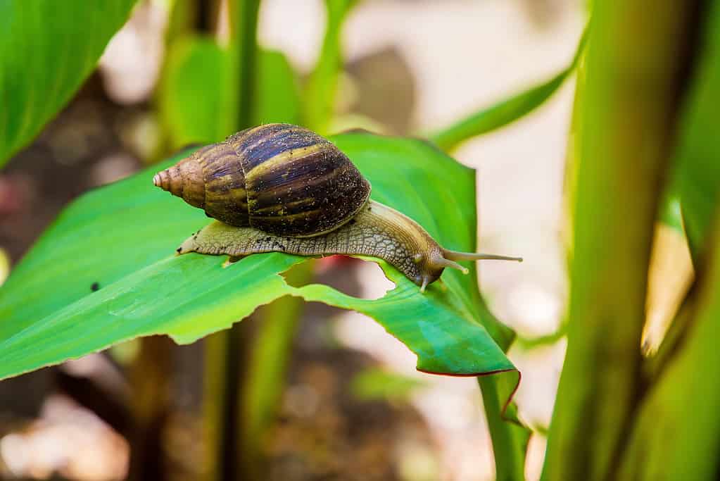 Lumaca Achatina in un ambiente naturale africano selvaggio che striscia su una grande foglia verde in una giornata di sole all'ombra