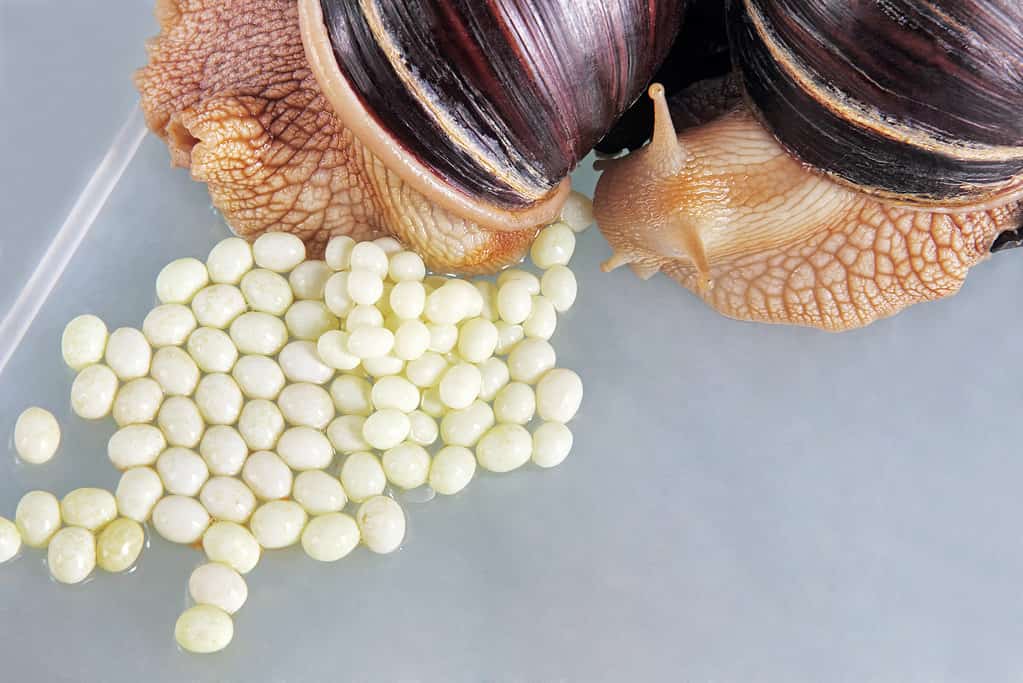 Lumaca gigante africana Achatina fulica che depone le uova.