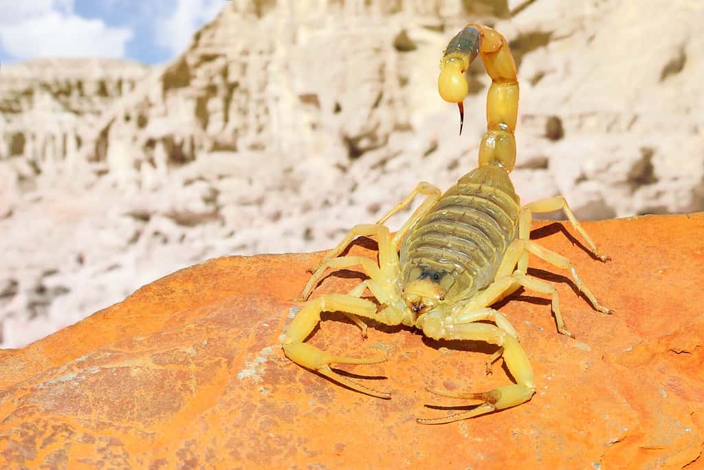 Scorpione giallo della Palestina o Deathstalker, Leiurus quinquestriatus su pietra di sabbia rossa con montagna di paesaggio desertico pietroso colorato su sfondo morbido. Avvicinamento