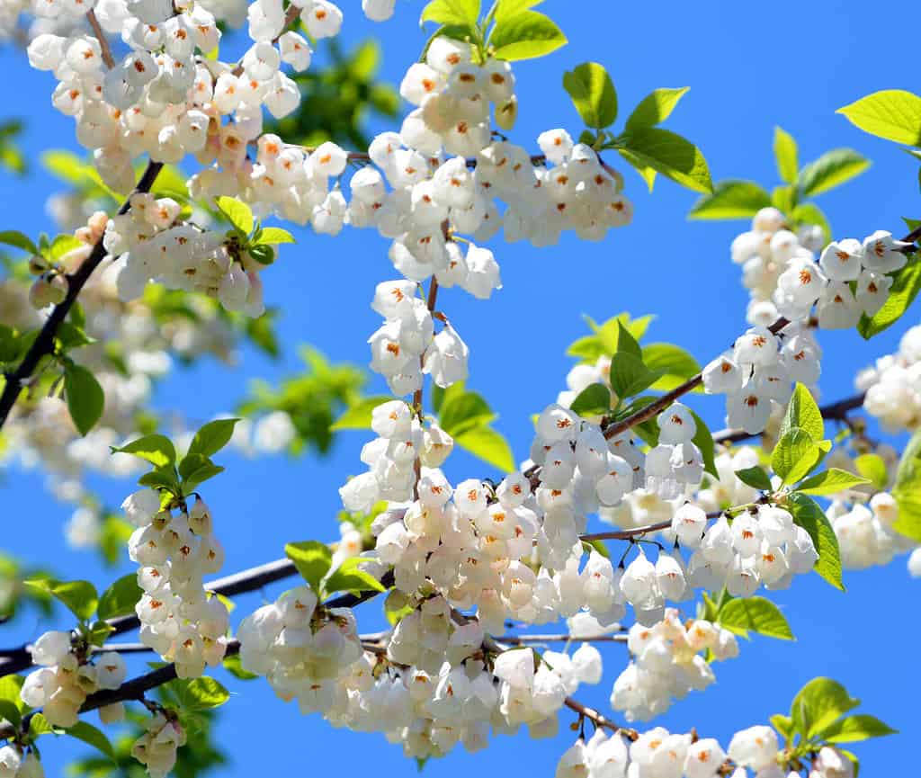 L'Halesia carolina, comunemente chiamata Carolina silverbell o piccola silverbell, è una specie di pianta da fiore della famiglia delle Styracaceae, originaria degli Stati Uniti sudorientali.