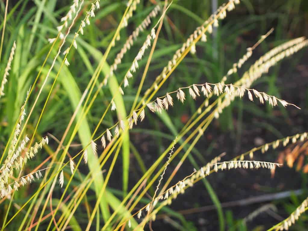 Sideoats grama (Bouteloua curtipendula)