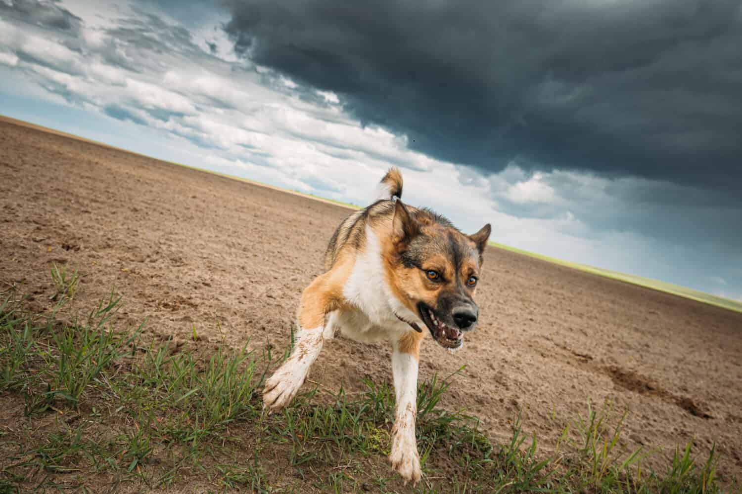 Cane pazzo aggressivo arrabbiato che funziona sulla macchina fotografica.