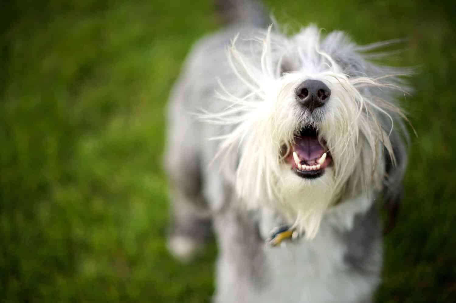 Bearded Collie che abbaia pronto a giocare a prendere?Â¦Momo abbaia selvaggiamente finché la palla non viene lanciata per lui...