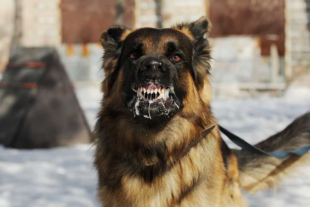 cane aggressivo e arrabbiato