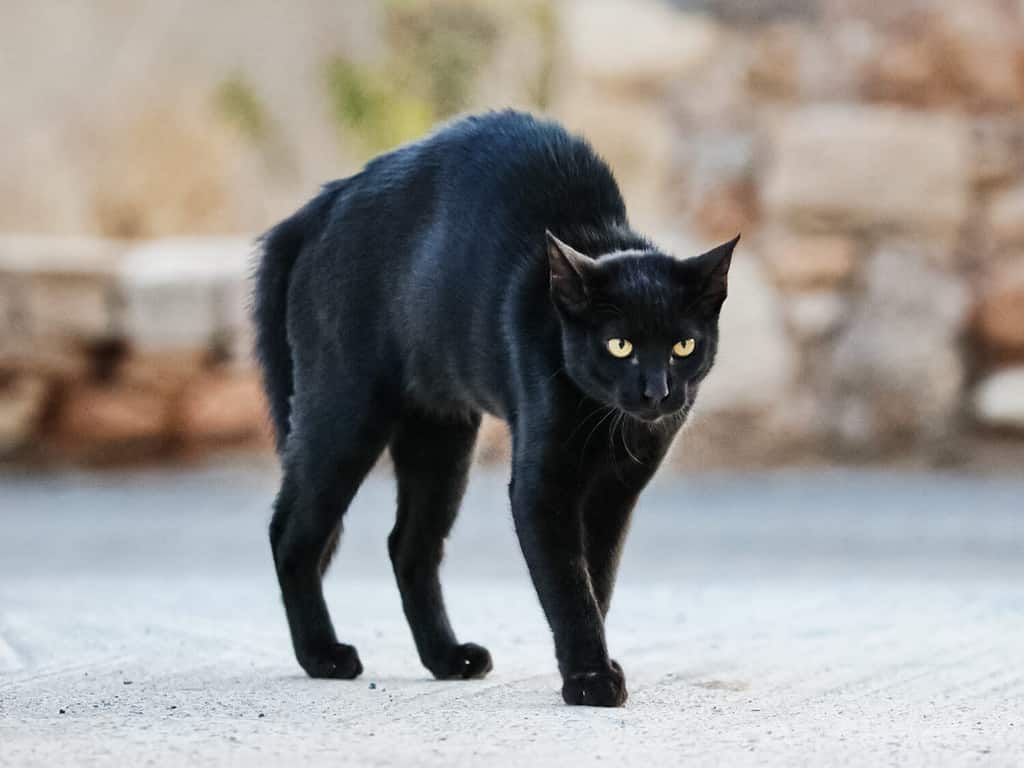 Il gatto nero era spaventato e si chinò. Gatto nero nella paura e nell'aggressività.