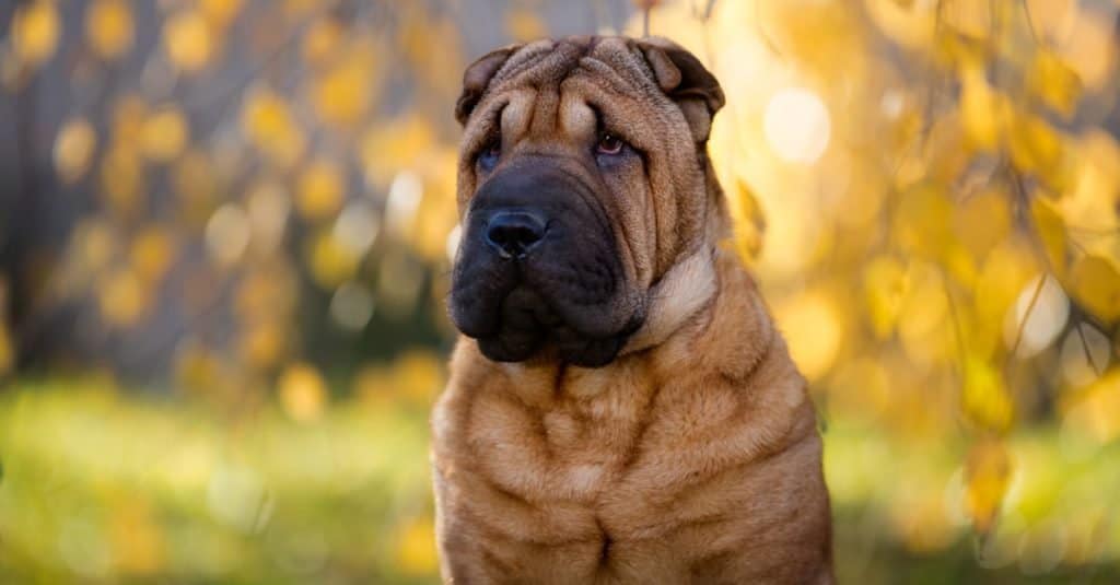 Primo piano cinese Shar-Pei in un giardino autunnale.
