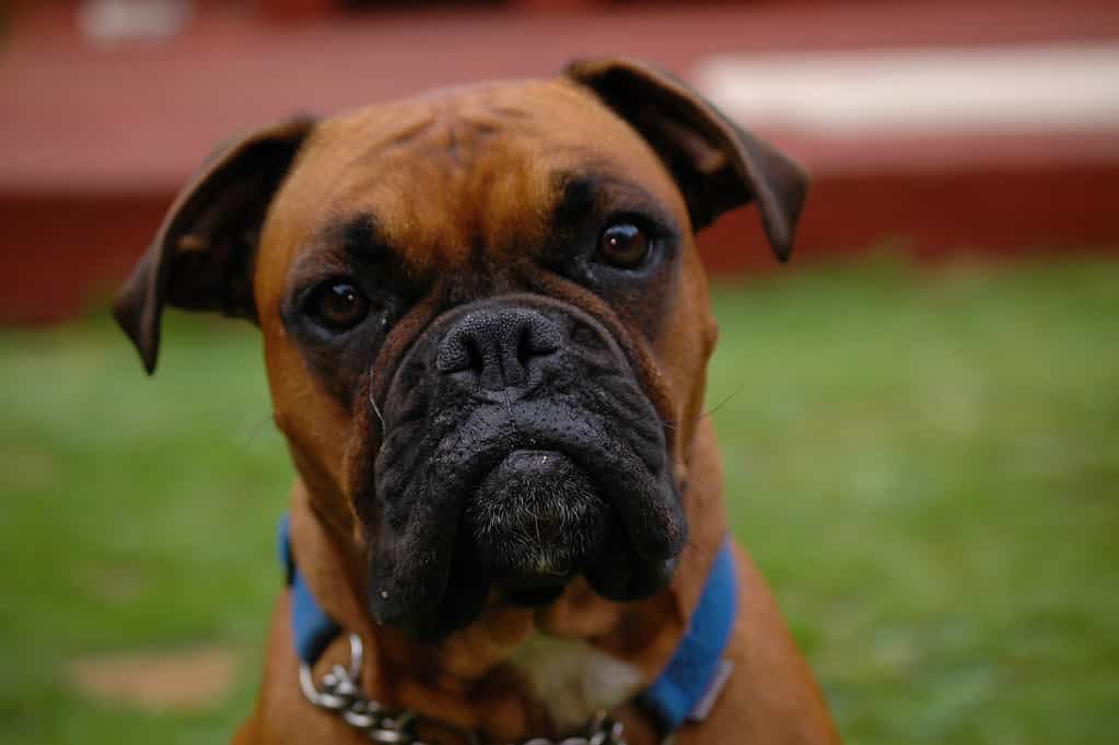 Animale, Temi animali, Movimento sfocato, Boxer - Cane, Vicino a