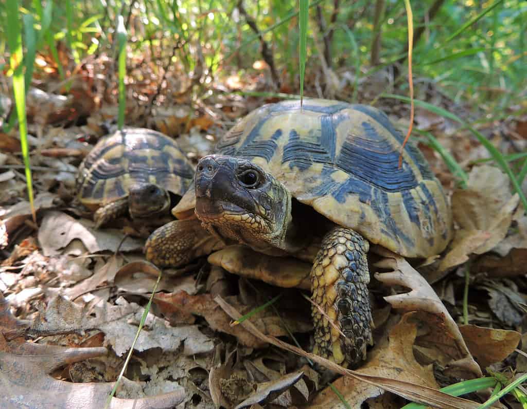 Una coppia di tartarughe di Hermann orientali (Testudo hermanni boettgeri) in una calda foresta di querce vicino a Bor, Serbia
