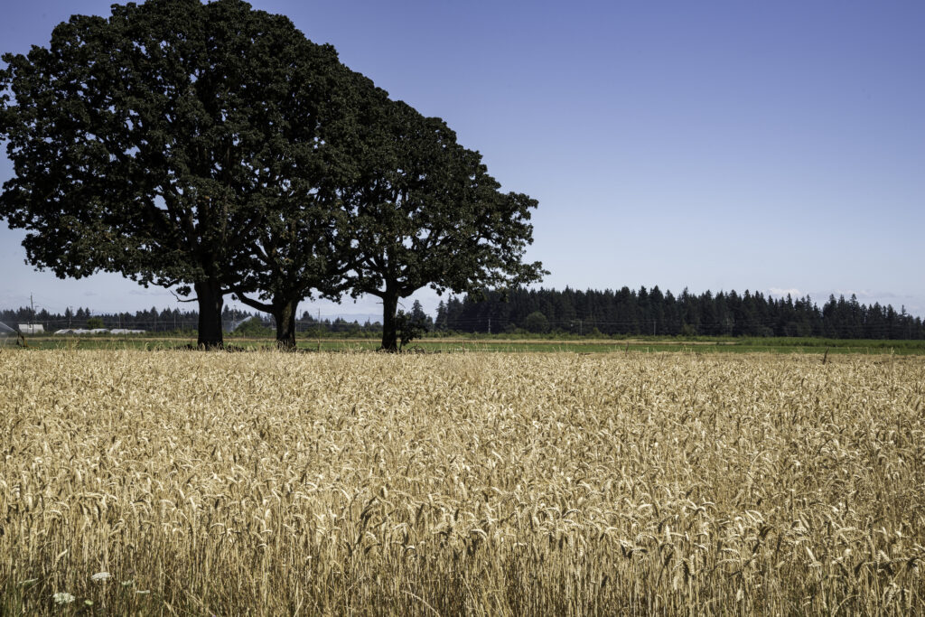 Tre querce in campo di grano