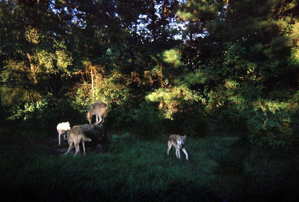 Lupi in un recinto nella Seacrest Wolf Preserve che si trova in Florida.