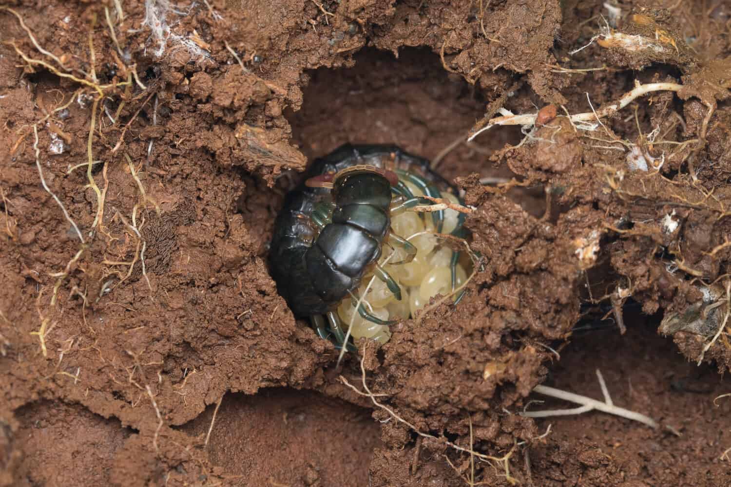 Foto di una madre millepiedi che protegge i suoi neonati e li tiene insieme.