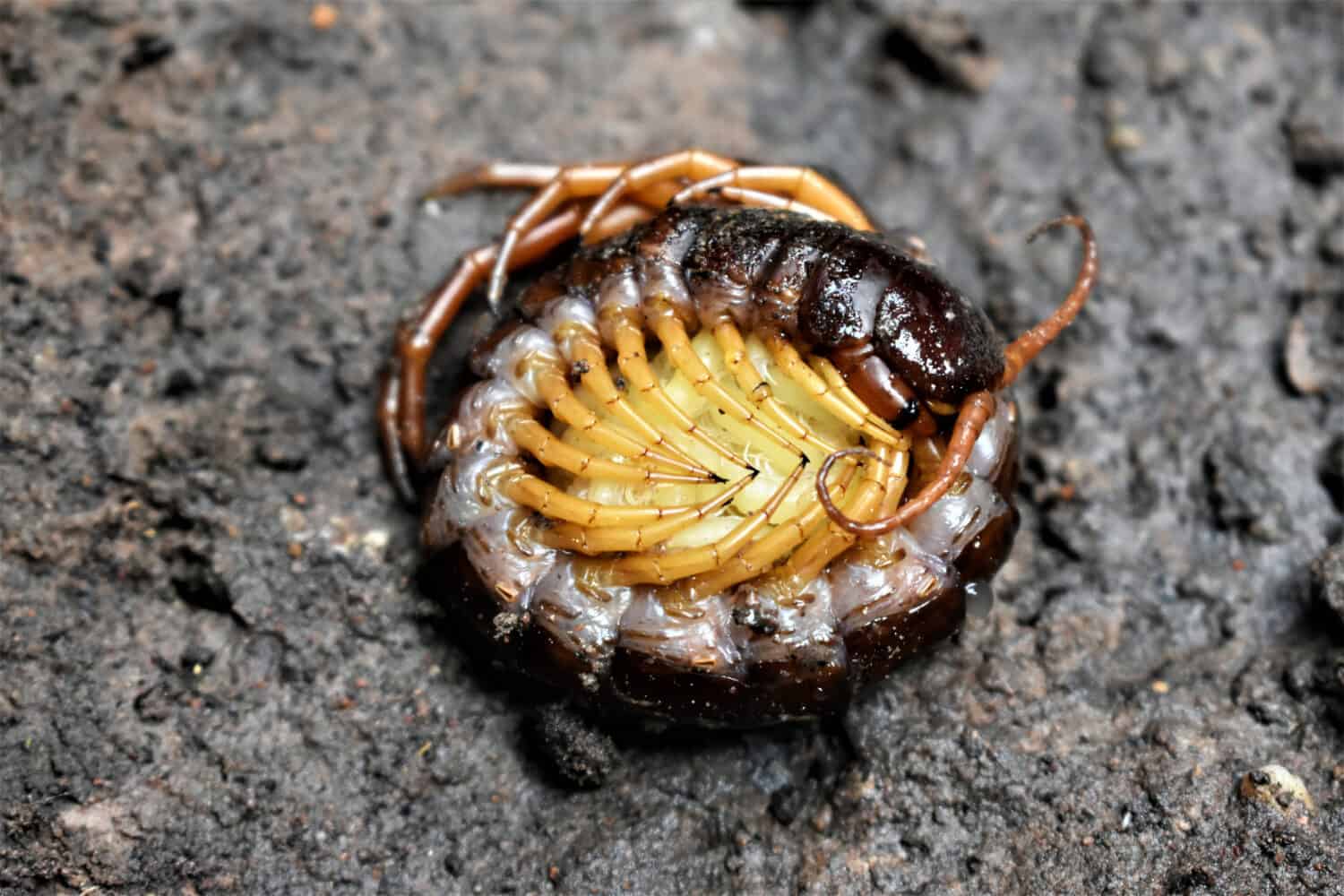 millepiedi velenoso che coccola i suoi cuccioli bianchi proteggendoli dai nemici