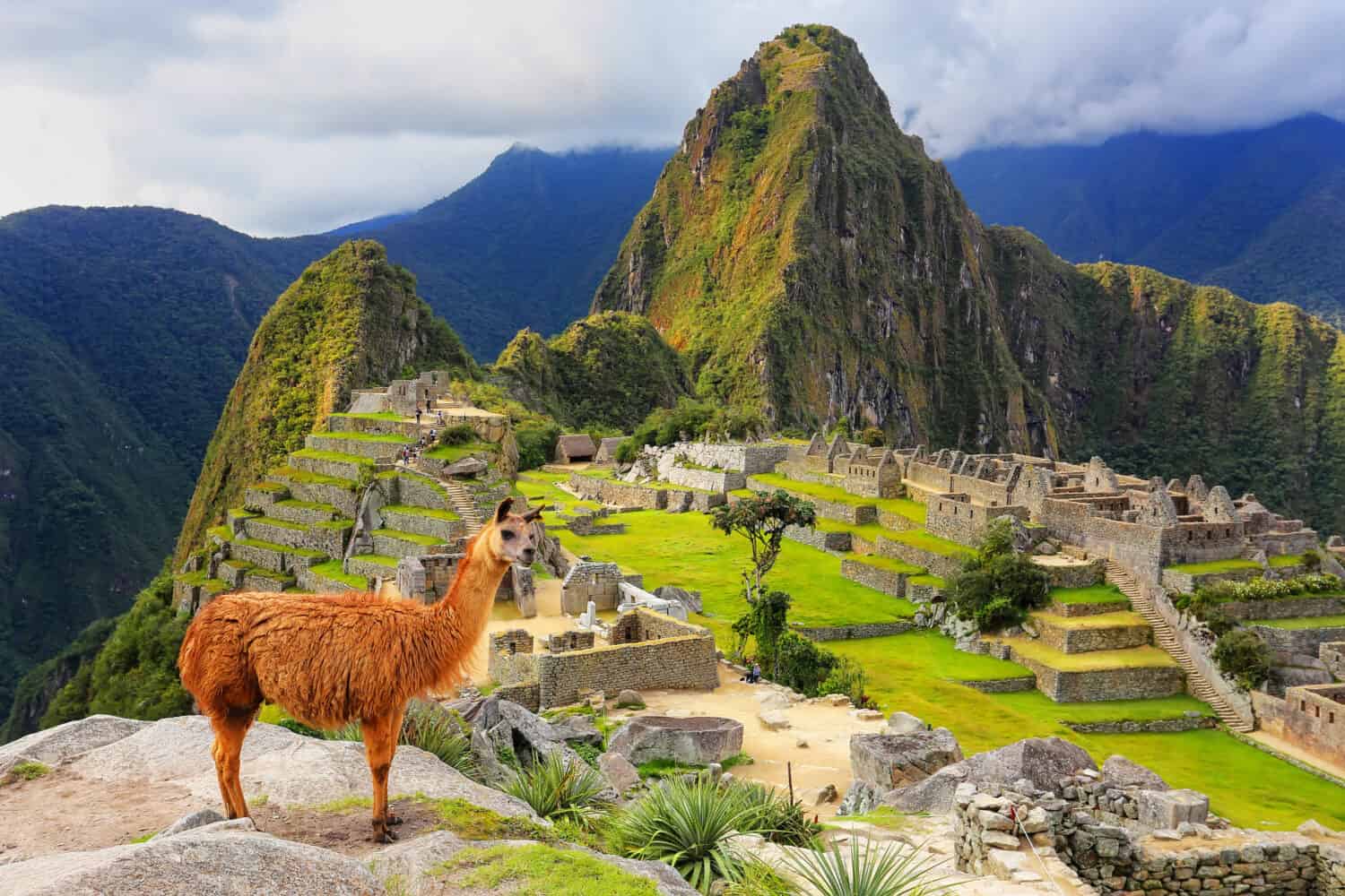 Il lama in piedi a Machu Picchu si affaccia in Perù. Nel 2007 Machu Picchu è stata votata come una delle Nuove Sette Meraviglie del Mondo.