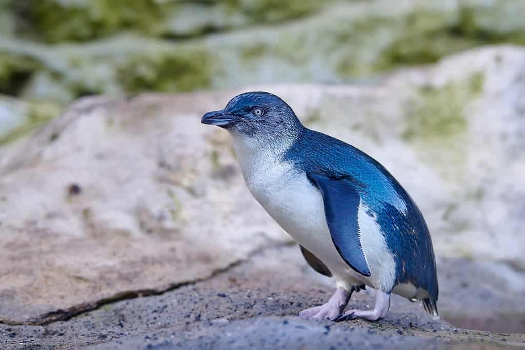 Il piccolo pinguino (Eudyptula minor) è una specie di pinguino della Nuova Zelanda. Sono comunemente conosciuti come piccoli pinguini blu o pinguini blu per via del loro piumaggio blu ardesia.