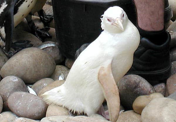 Snowdrop, un pinguino africano albino, nato allo zoo di Bristol, Bristol, Inghilterra. Nessun altro zoo al mondo ospita un pinguino albino e solo due o tre sono stati segnalati in natura. Il custode ha detto che gli altri pinguini africani sembravano ignari del colore speciale di Bucaneve. Snowdrop è morto nell'agosto 2004.