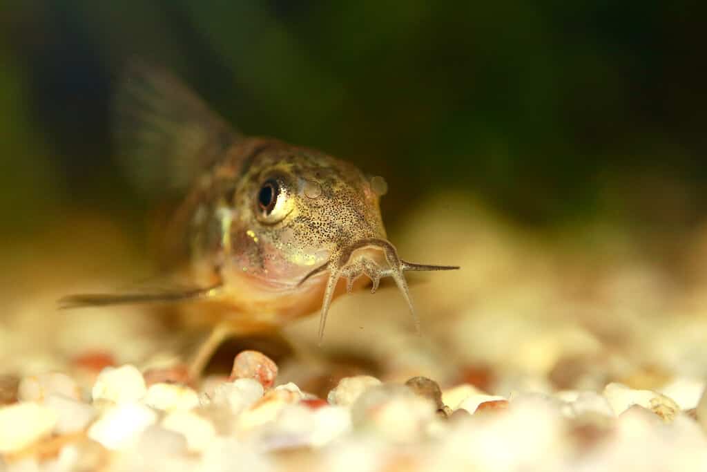 Piccolo pesce gatto. Pesce gatto Cory. Pesce gatto Corydoras. Pesce gatto Cory pepato. Primo piano frontale di Corydoras paleatus con sfondo naturale sfocato.