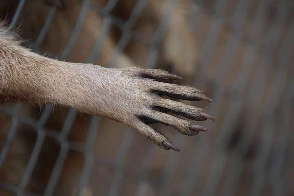 Primo piano di un piede di procione.  Il piede è un tortora opaco.  Ha cinque dita distinte con unghie sottili e appuntite.