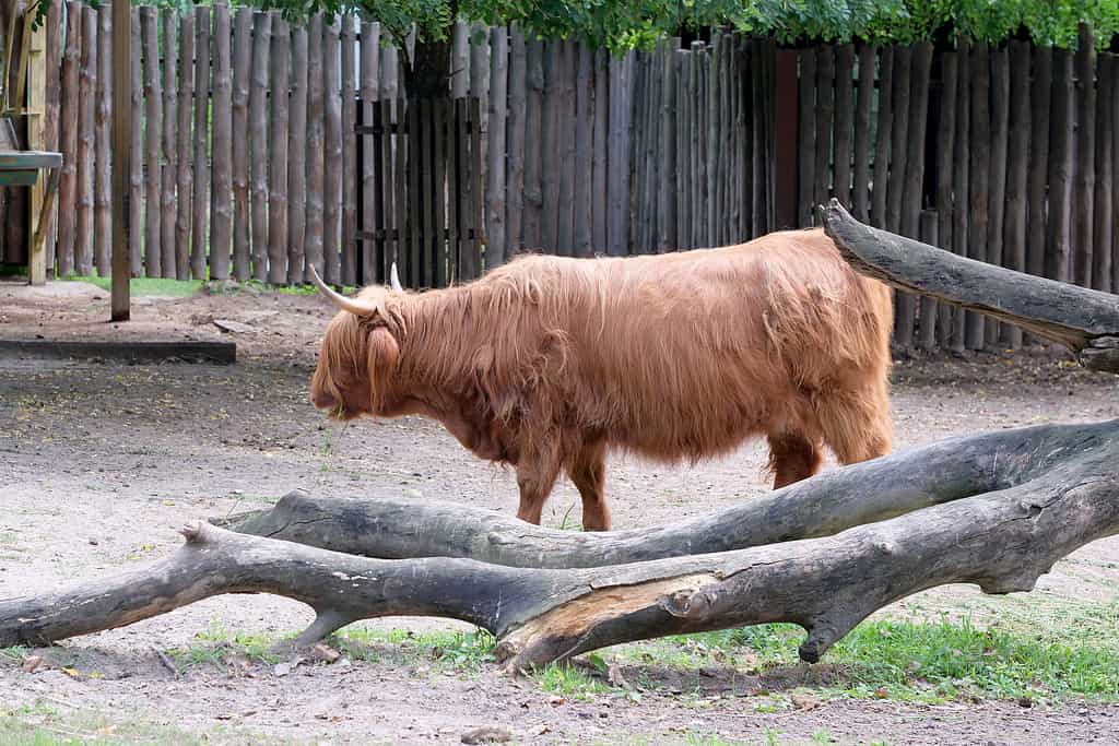 Yak rosso in una calda giornata estiva in un paddock allo zoo, primo piano