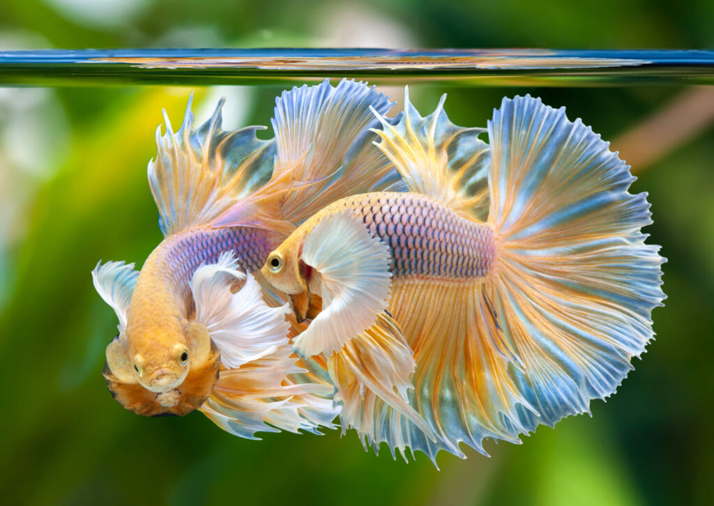 Dumbo Halfmoon Betta, pesce combattente siamese multicolore, Betta splendens, su sfondo naturale con tracciato di ritaglio